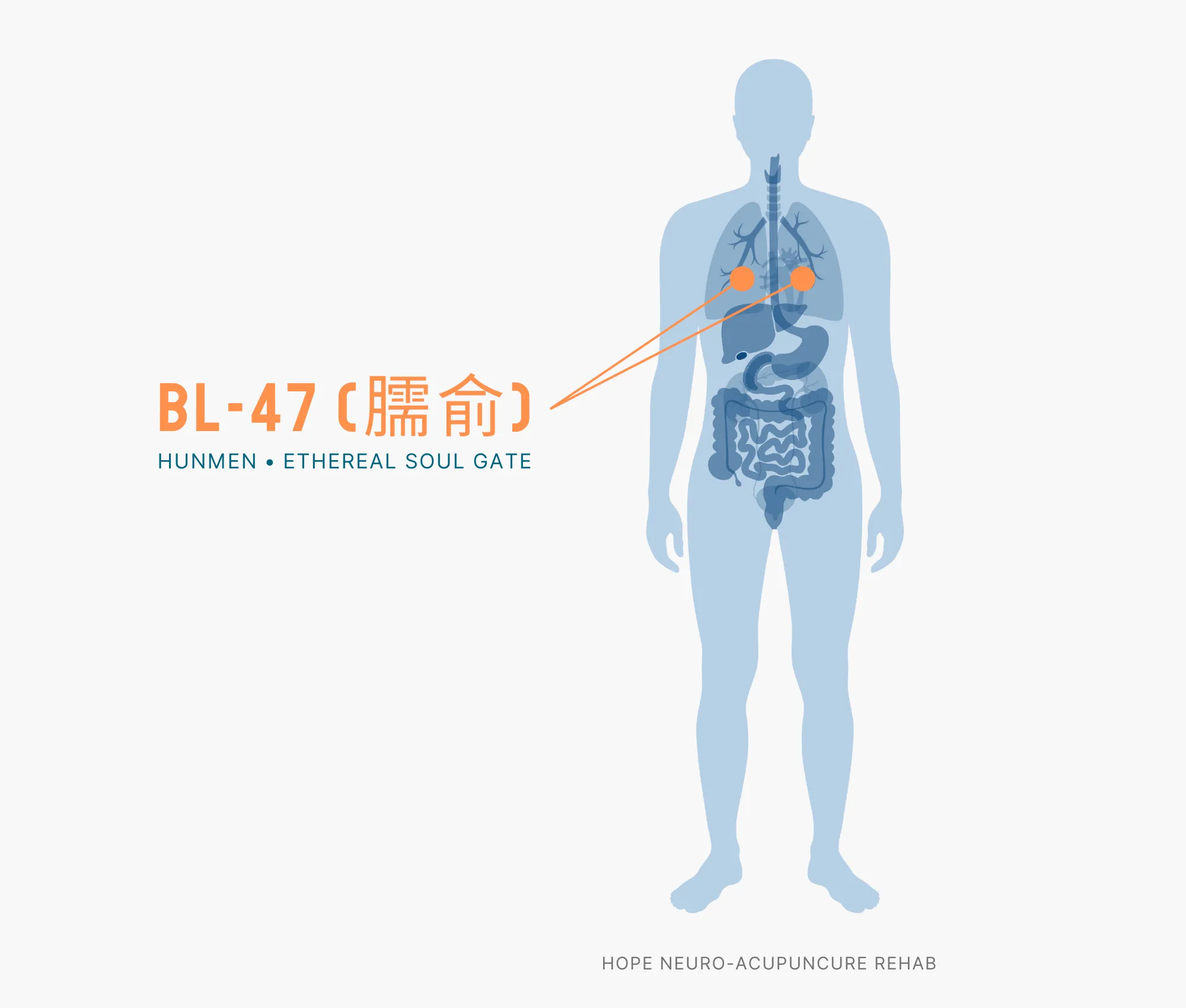 Diagram Showing Where the BL-47 Acupuncture Point (also known as Hunmen of Ethereal Soul Gate) is within the Bladder Meridians