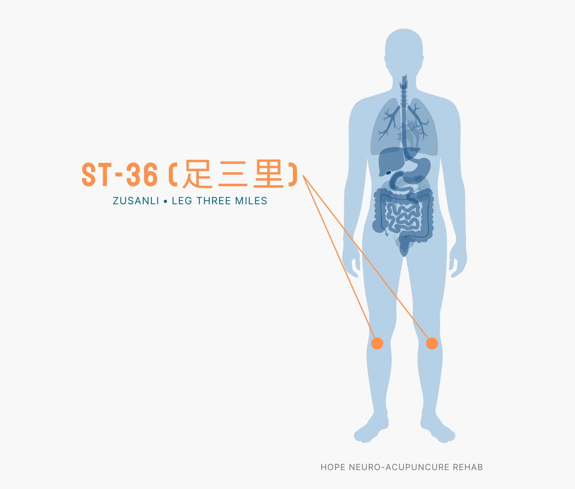 Diagram Showing Where the ST-36 Acupuncture Point (also known as Zusanli or Leg Three Miles) is within the Stomach Meridians