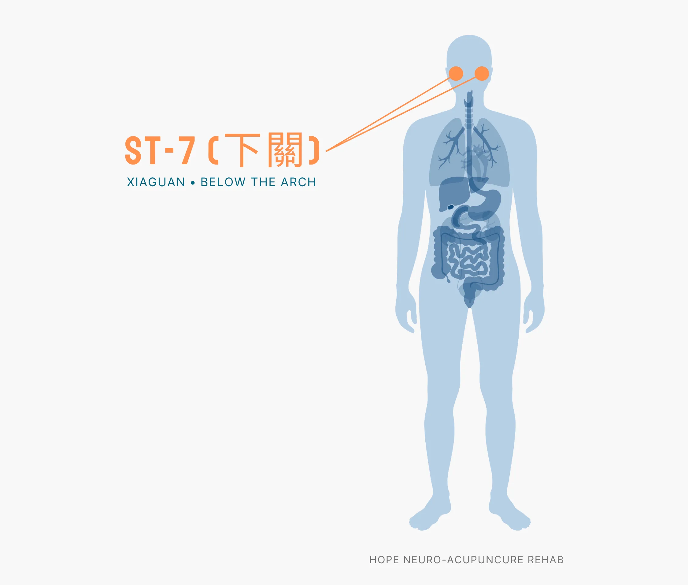 Diagram Showing Where the ST-7 Acupuncture Point (also known as Xiaguan or Below The Arch) is within the Stomach Meridians