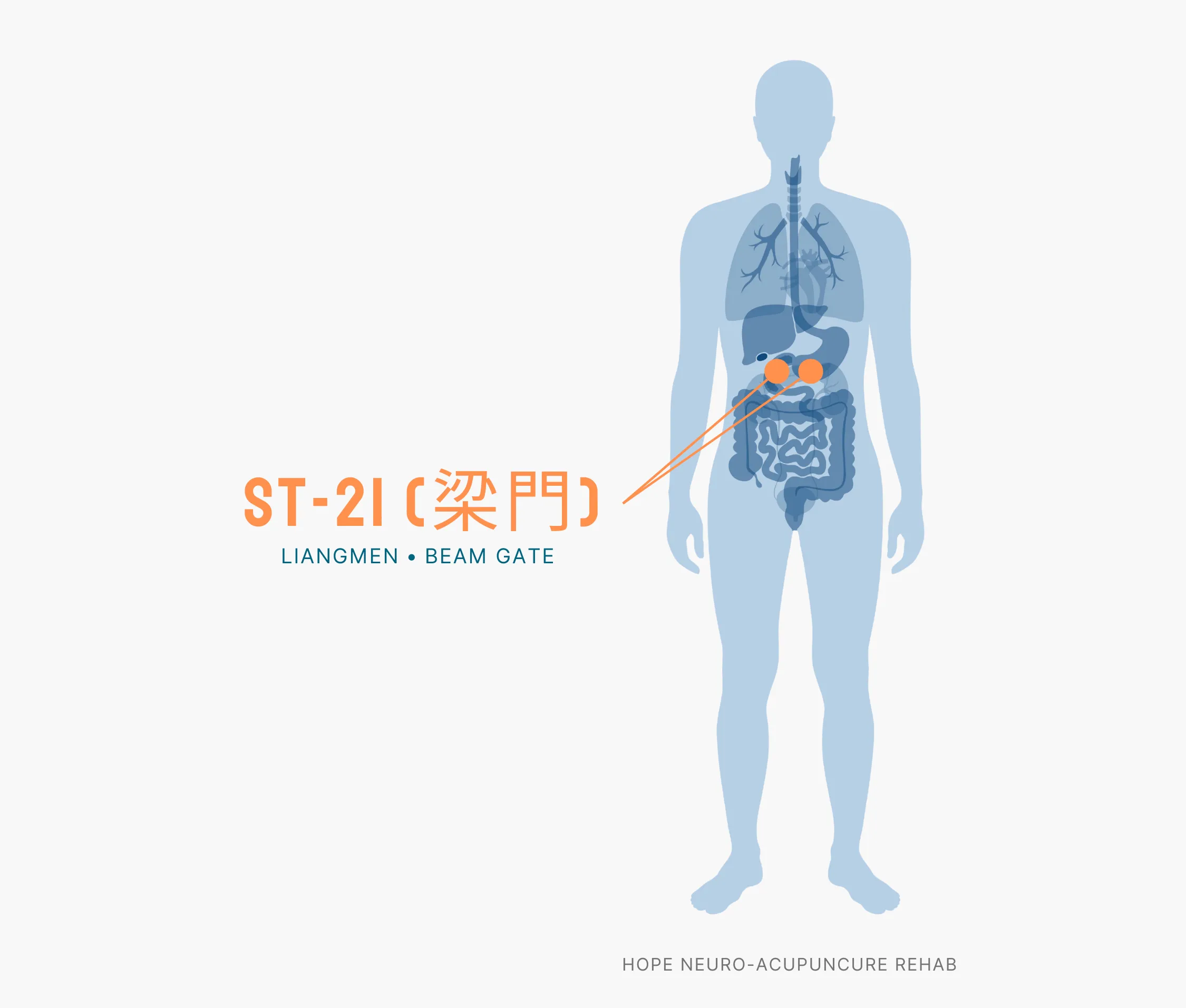 Diagram Showing Where the ST-21 Acupuncture Point (also known as Liangmen or Beam Gate) is within the Stomach Meridians