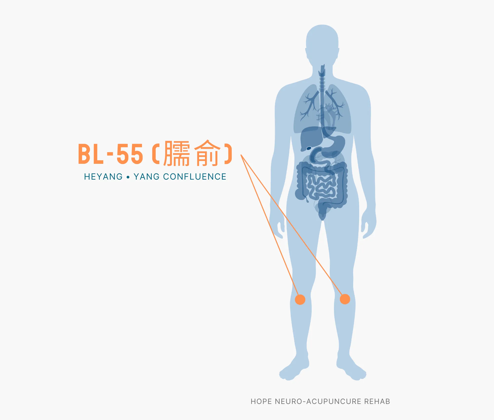 Diagram Showing Where the BL-55 Acupuncture Point (also known as Heyang or Yang Confluence) is within the Bladder Meridians