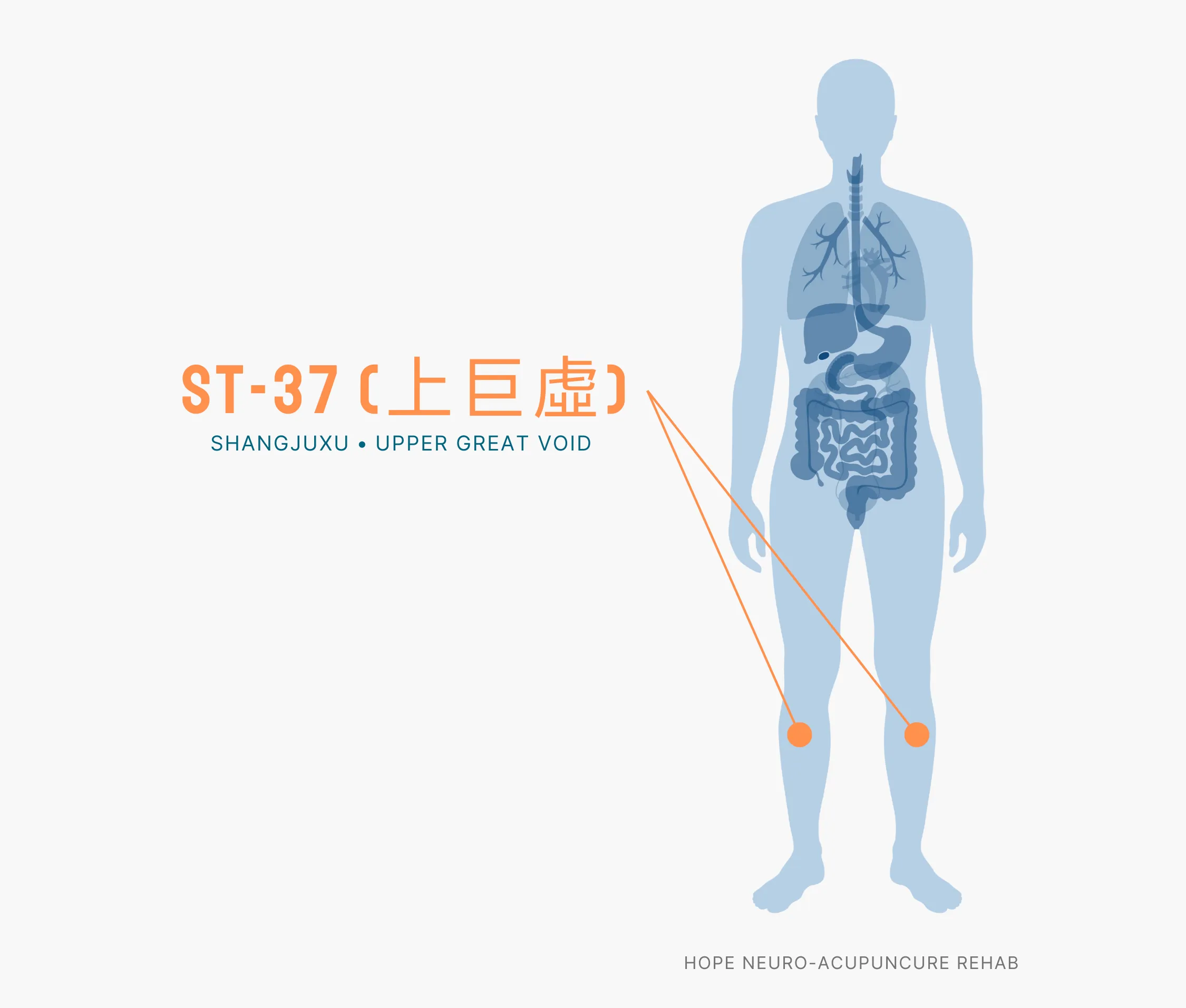 Diagram Showing Where the ST-37 Acupuncture Point (also known as Shangjuxo or Upper Great Void) is within the Stomach Meridians