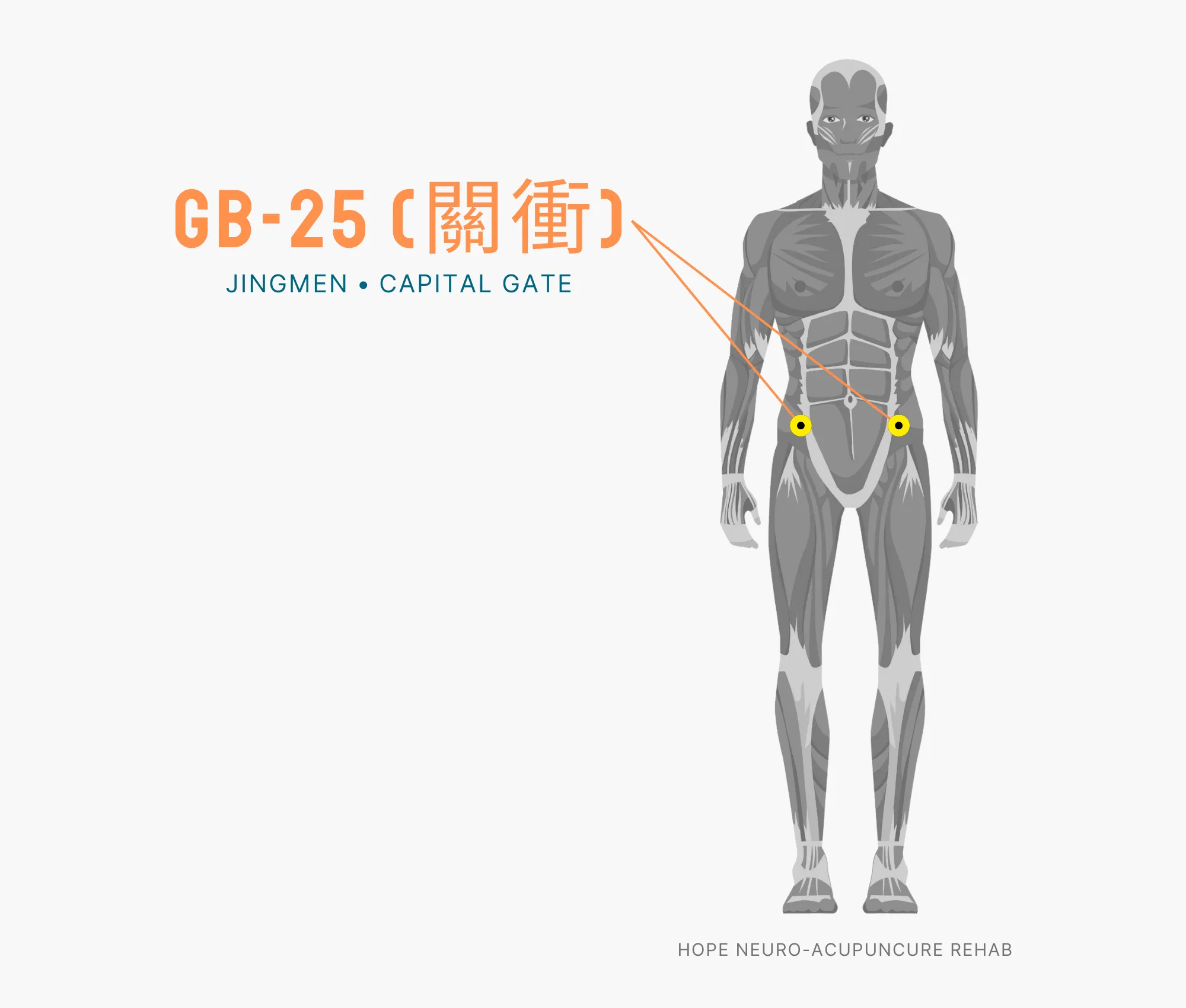Diagram Showing Where the GB-25 Acupuncture Point (also known as Jingmen or Capital Gate) is within the Gallbladder Meridian