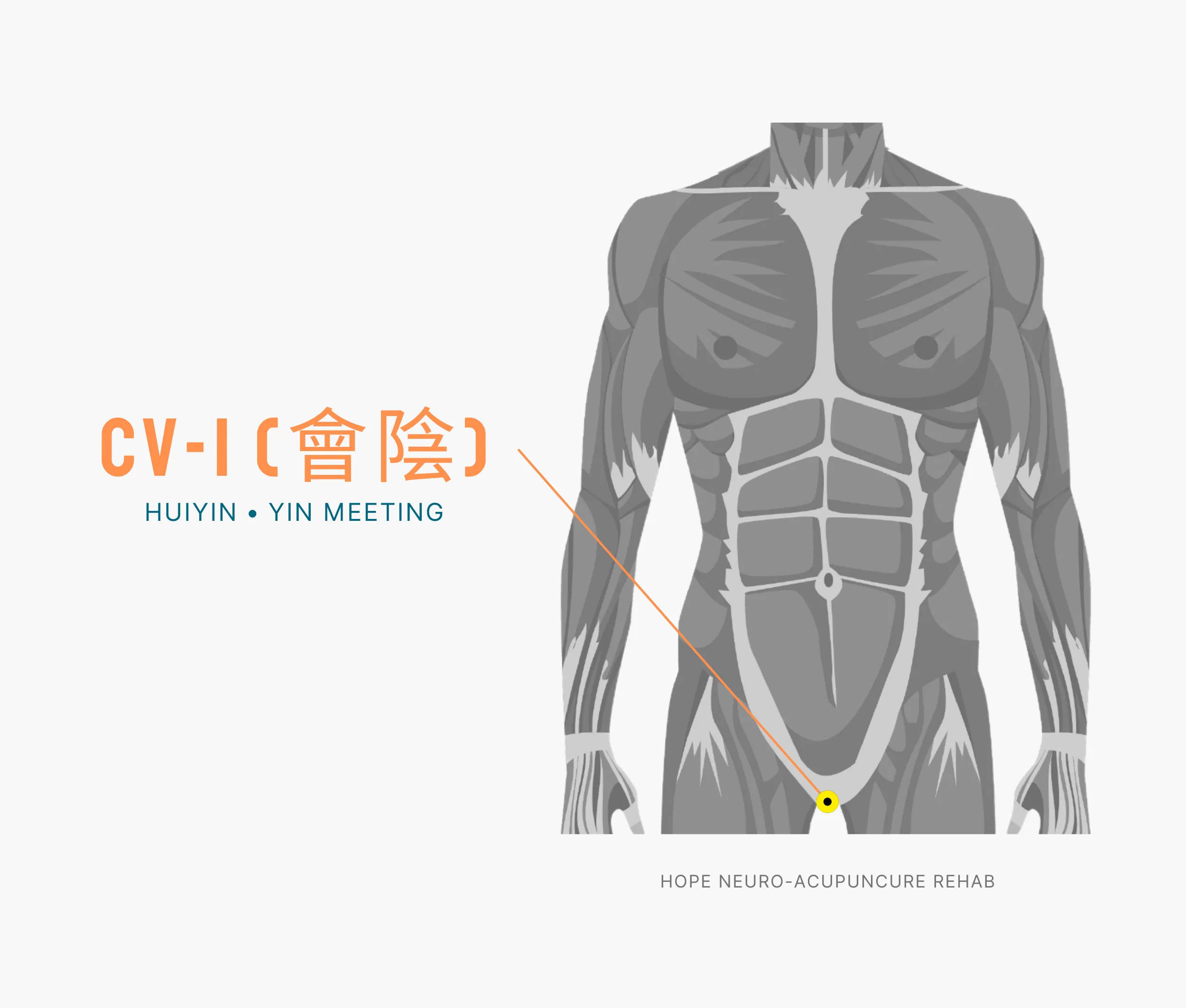 Diagram Showing Where the An Acupuncture Point is within the Conception Vessel Meridian