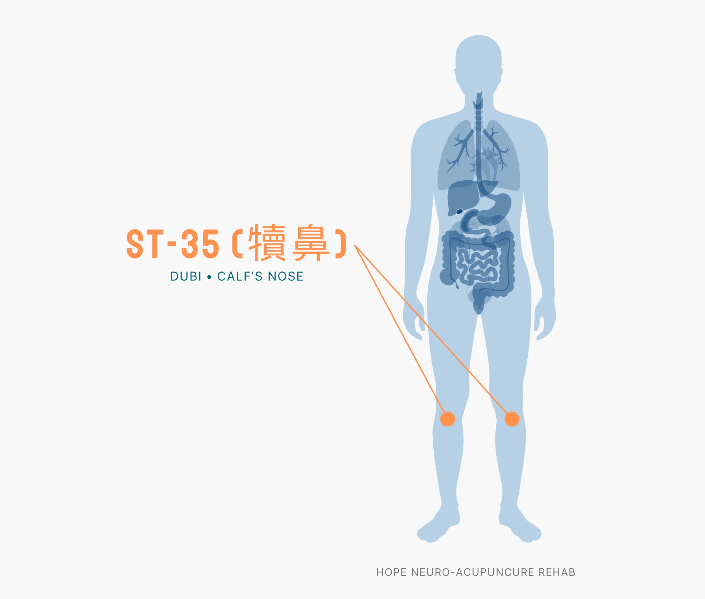 Diagram Showing Where the ST-35 Acupuncture Point (also known as Dubi or Calf's Nose) is within the Stomach Meridians