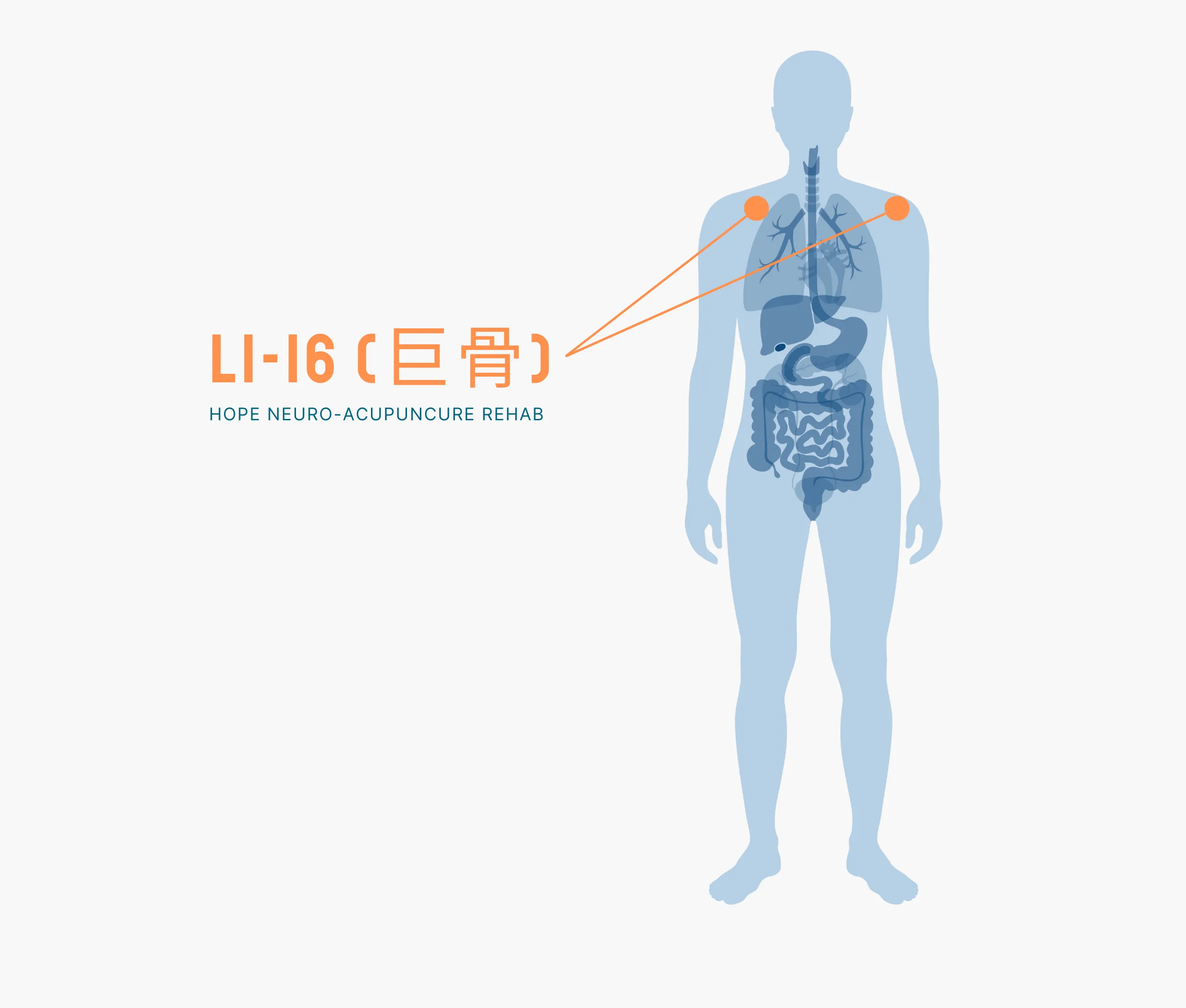 Diagram Showing Where the Li 16 Acupuncture Point is within the Large Intestine Meridians