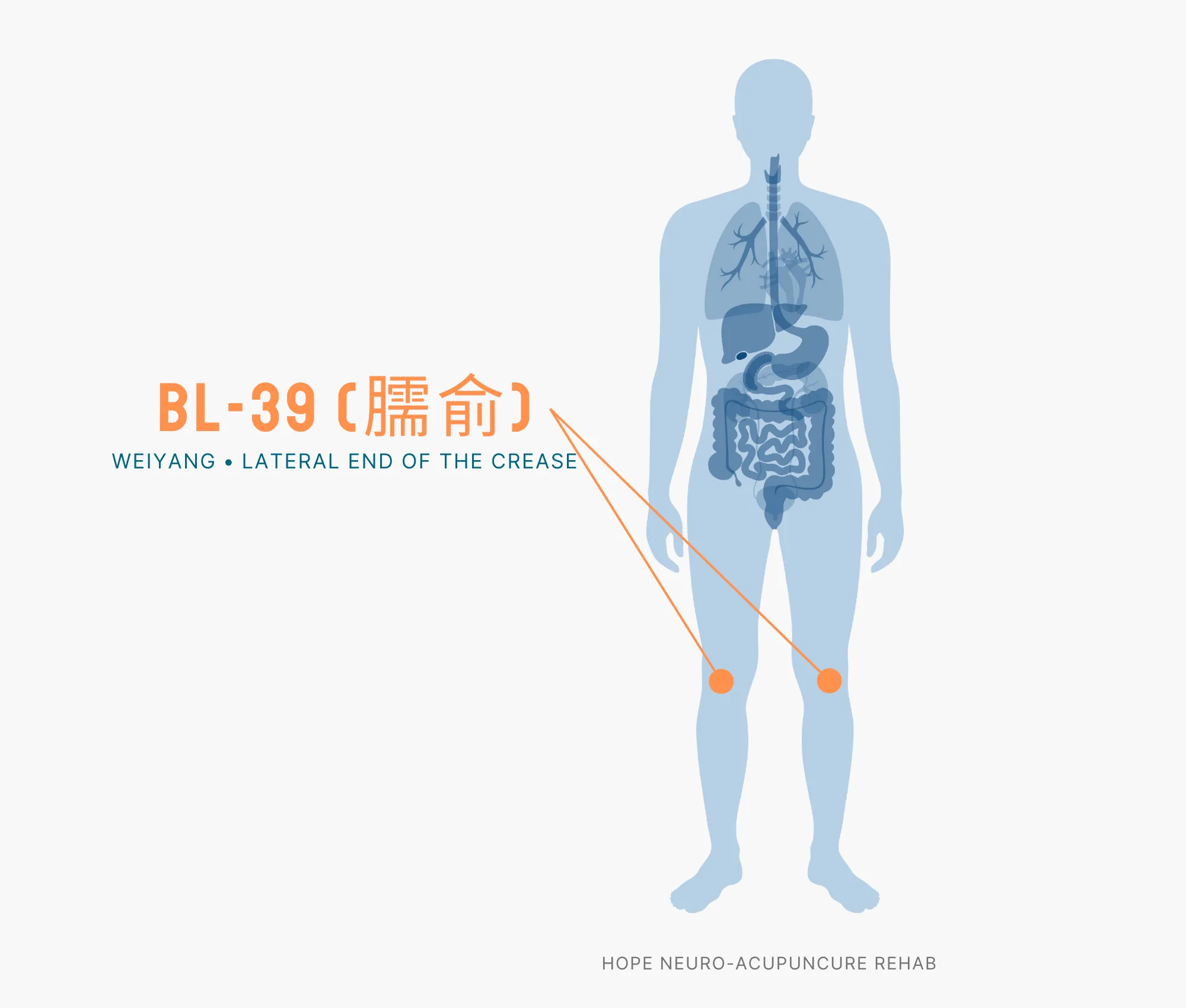 Diagram Showing Where the BL-39 Acupuncture Point (also known as Weiyang or Lateral End of the Crease) is within the Bladder Meridians
