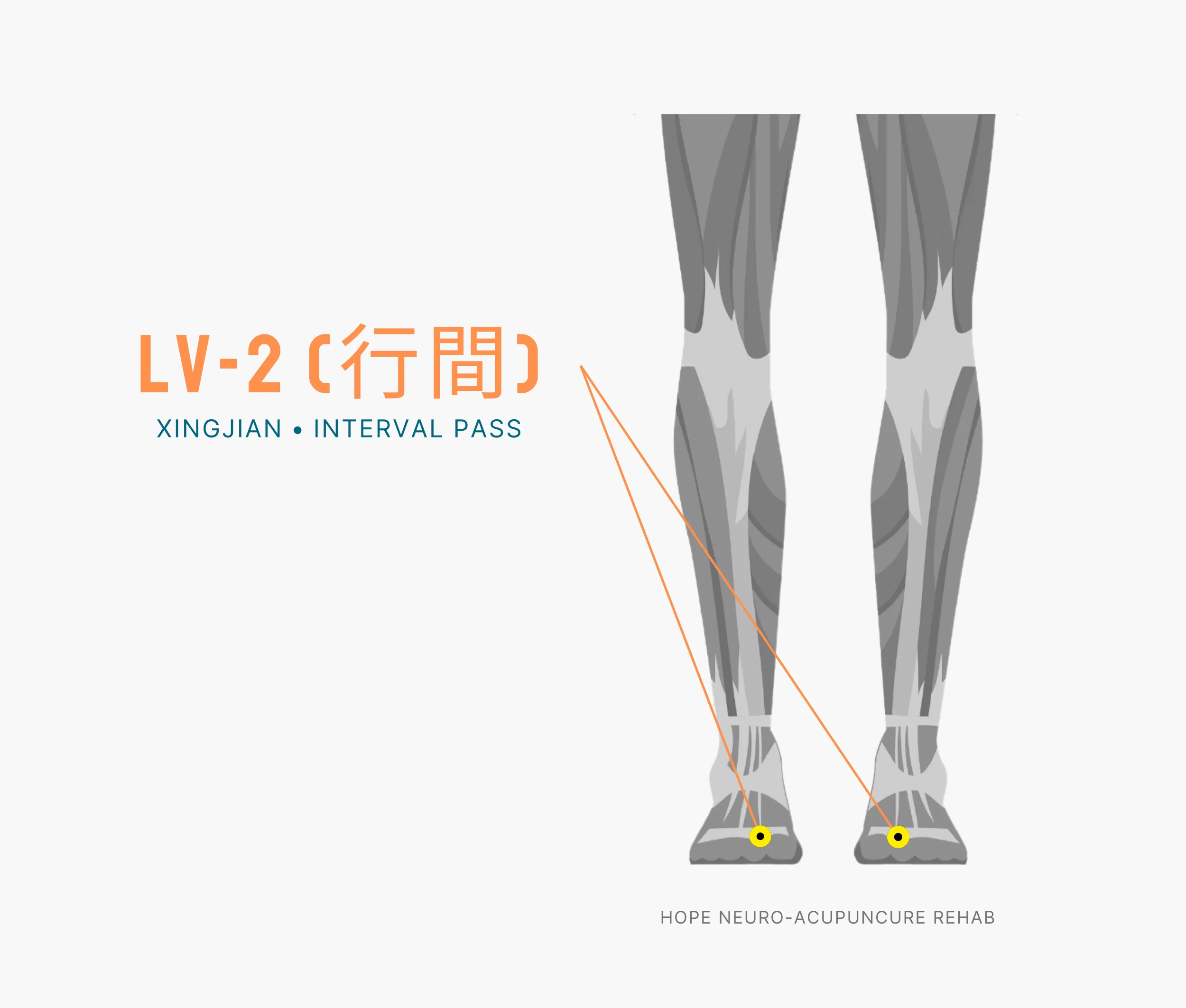 Diagram Showing Where the An Acupuncture Point is within the Liver Meridian