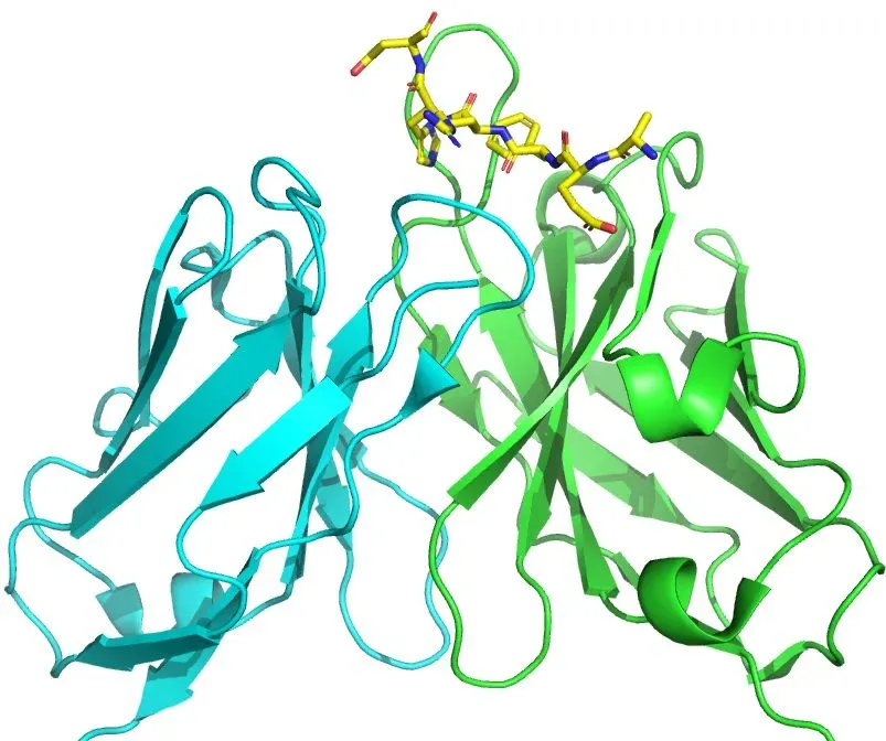 3d representation of the amyloid-beta protein that builds up with brains affected by AD