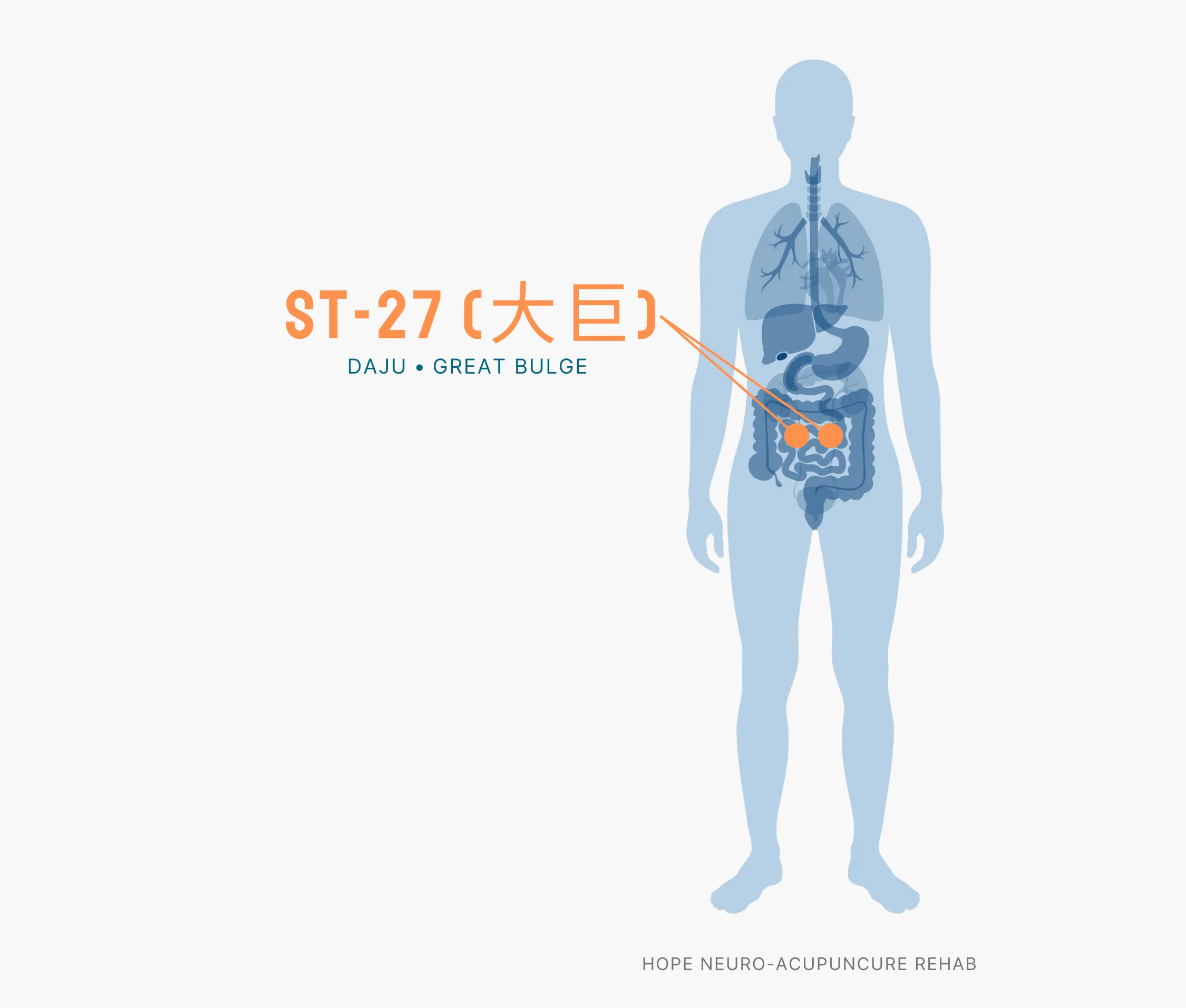 Diagram Showing Where the ST-27 Acupuncture Point (also known as Daju or Great Bulge) is within the Stomach Meridians