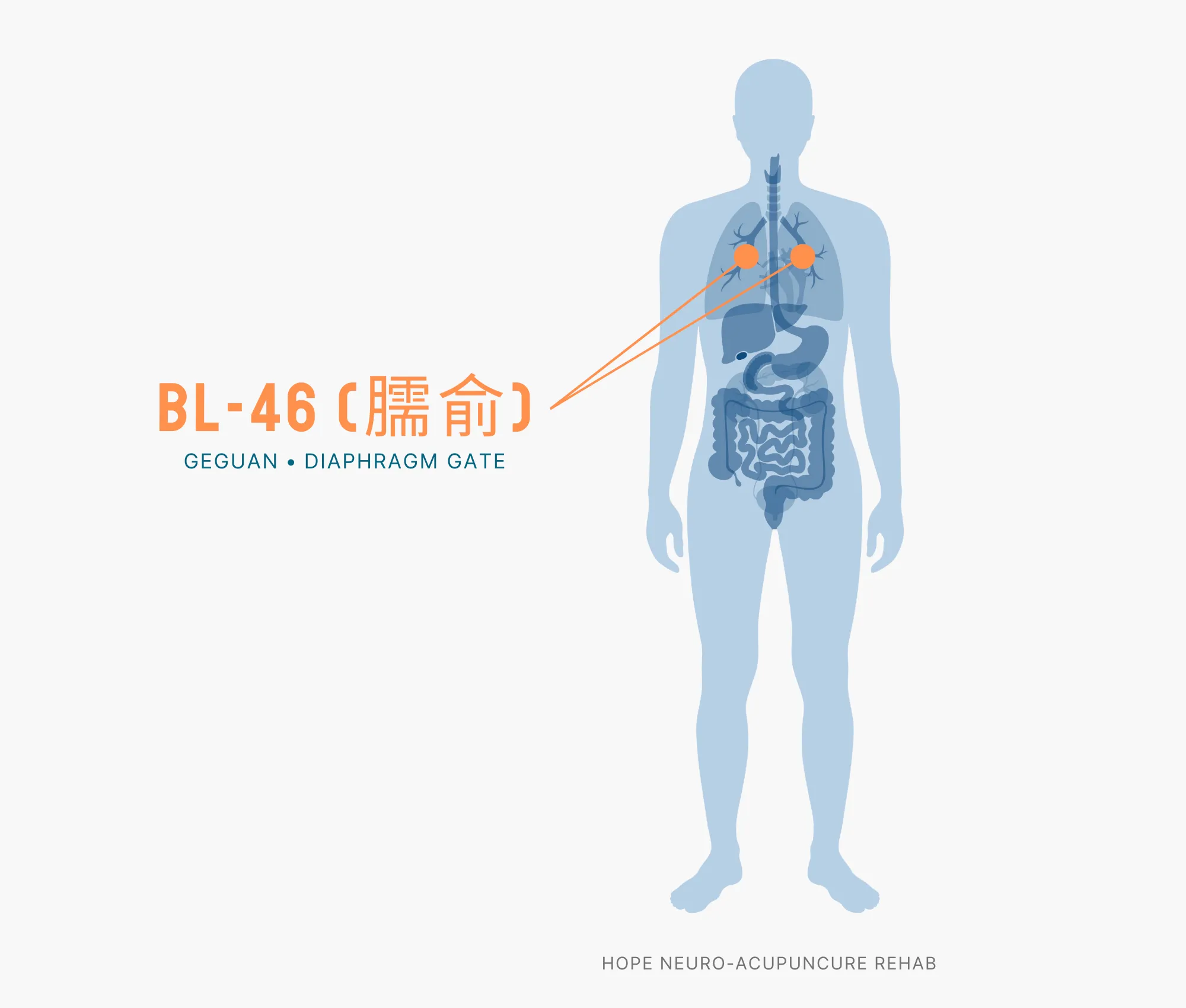 Diagram Showing Where the BL-46 Acupuncture Point (also known as Geguan or Diaphragm Gate) is within the Bladder Meridians
