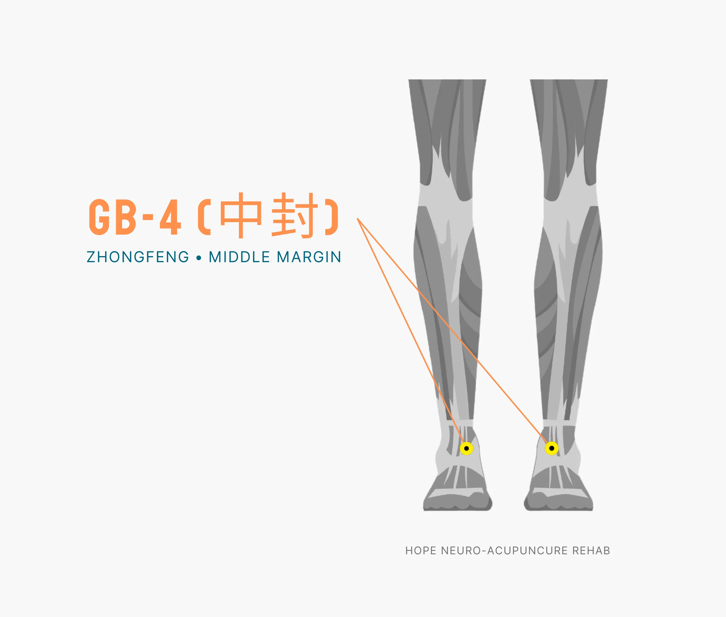 Diagram Showing Where the An Acupuncture Point is within the Liver Meridian
