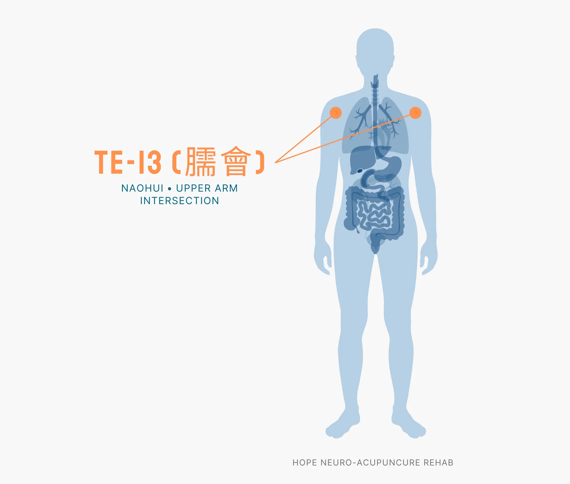 Diagram Showing Where the TE-13 Acupuncture Point (also known as Naohui or Upper Arm Intersection) is within the Triple Burner Meridian