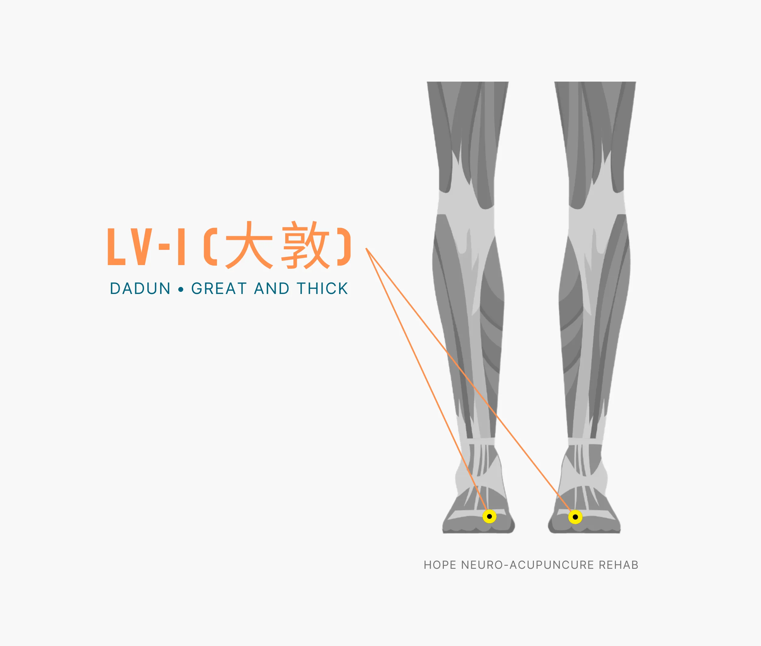 Diagram Showing Where the An Acupuncture Point is within the Liver Meridian