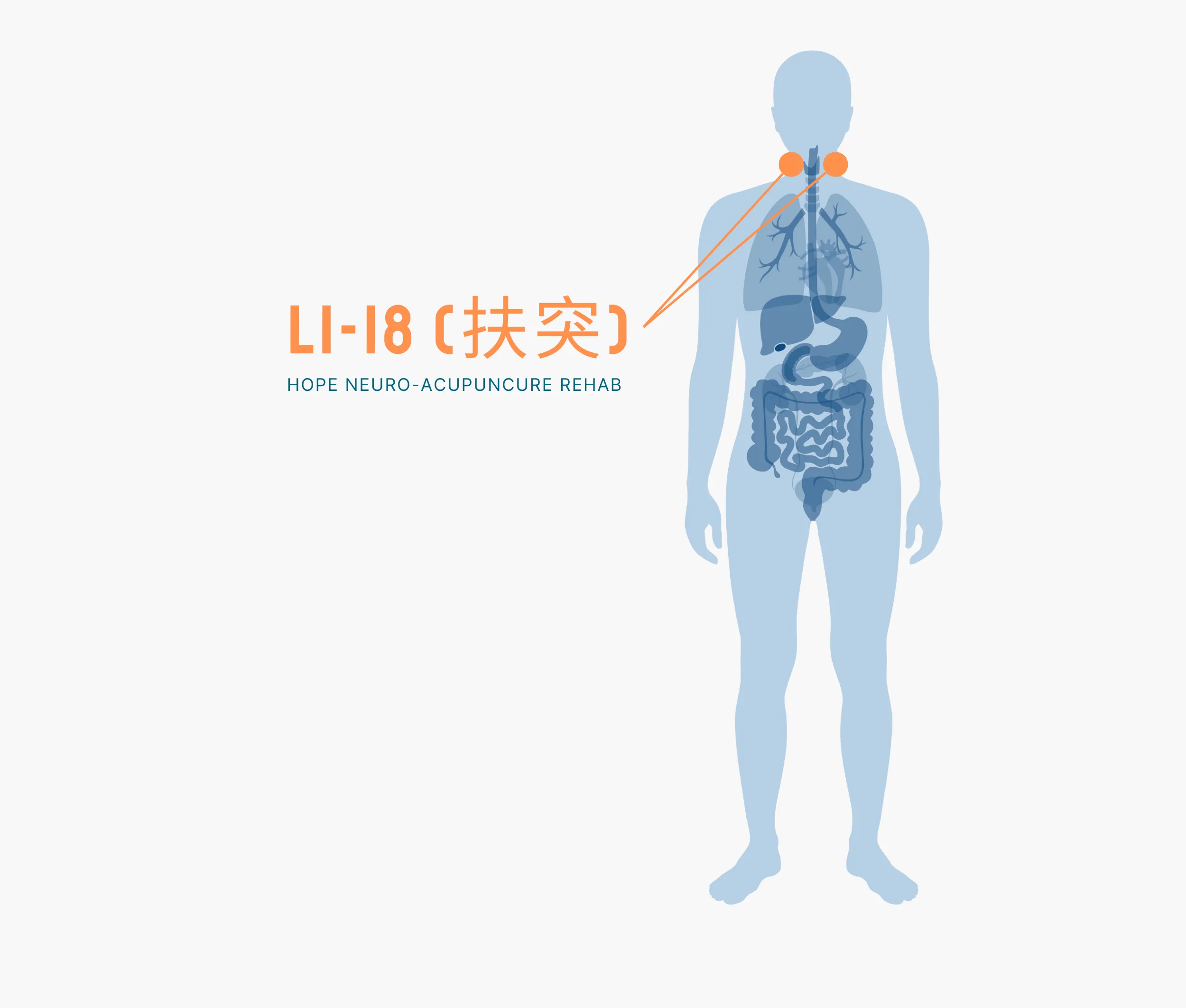 Diagram Showing Where the Li 18 Acupuncture Point is within the Large Intestine Meridians