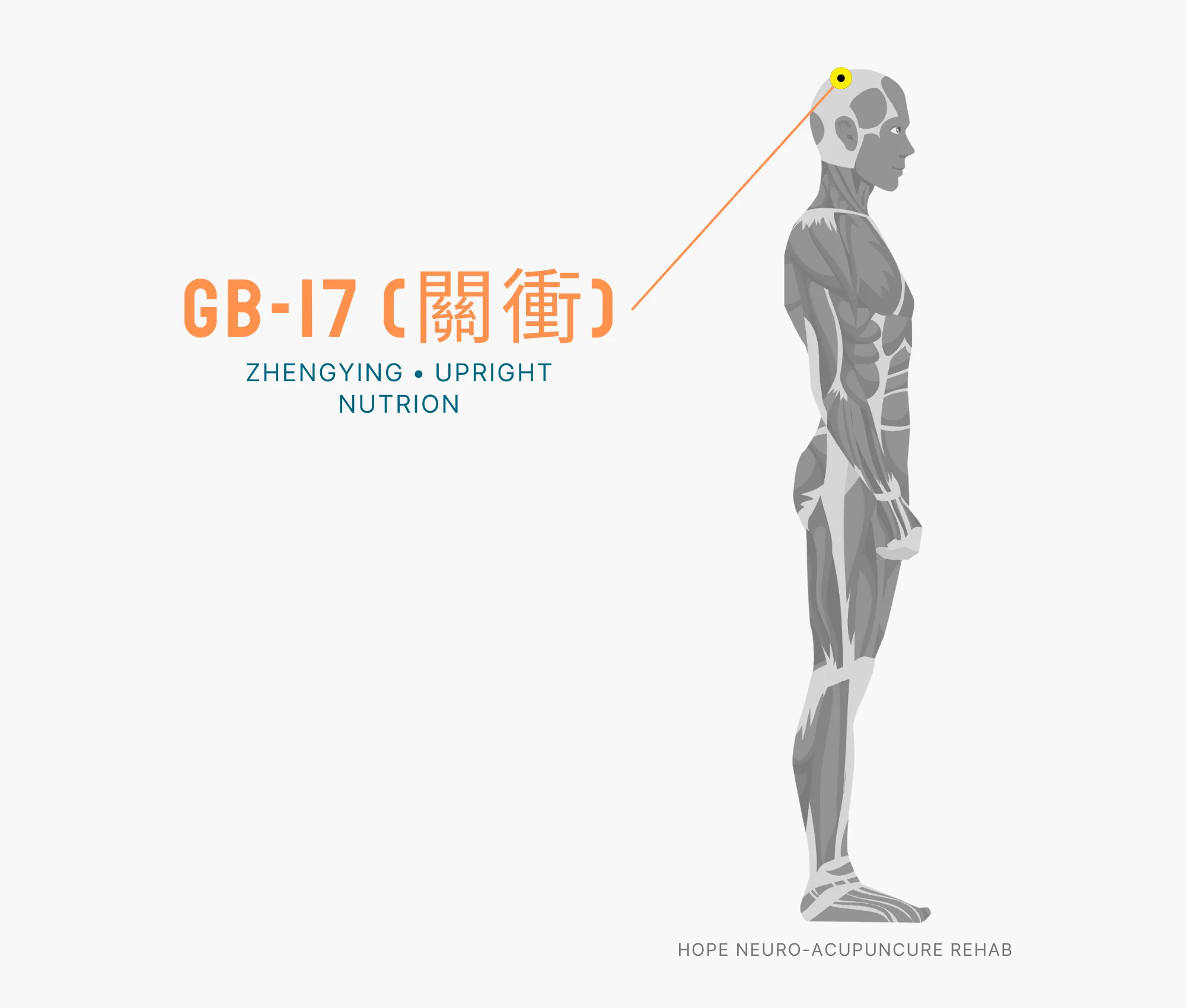 Diagram Showing Where the GB-17 Acupuncture Point (also known as Zhengying or Upright Nutrion) is within the Gallbladder Meridian