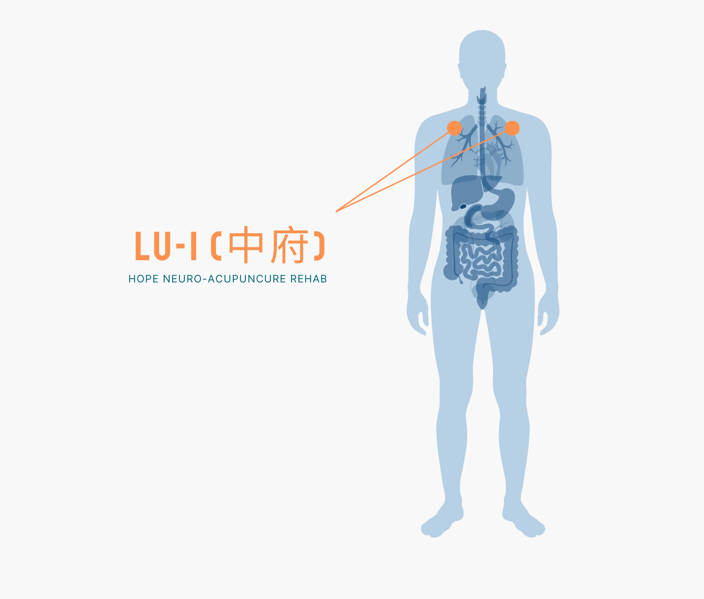 Diagram Showing Where the Lu 1 Acupuncture Point is within the Lung Meridians