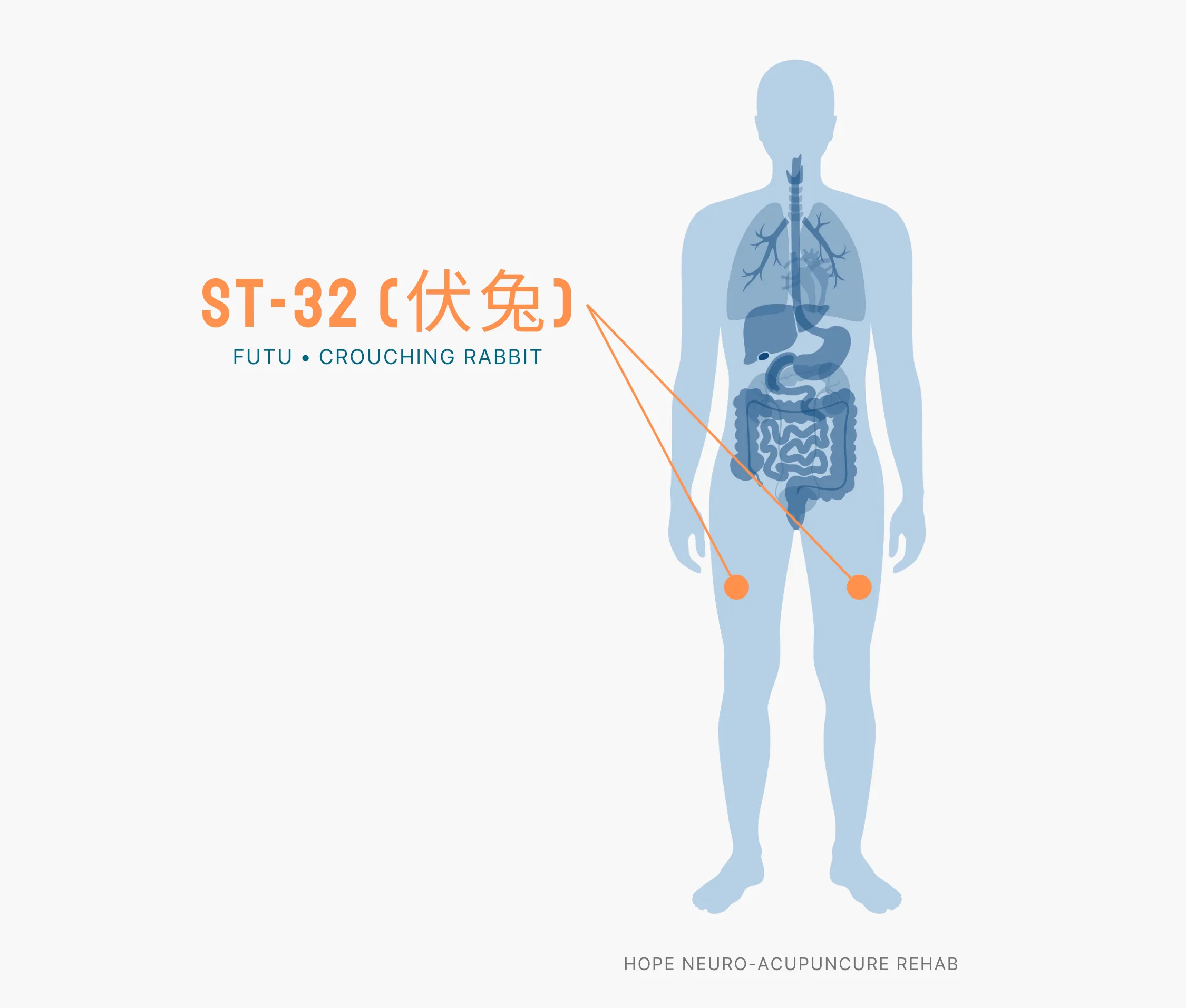 Diagram Showing Where the ST-32 Acupuncture Point (also known as Futu or Crouching Rabbit) is within the Stomach Meridians