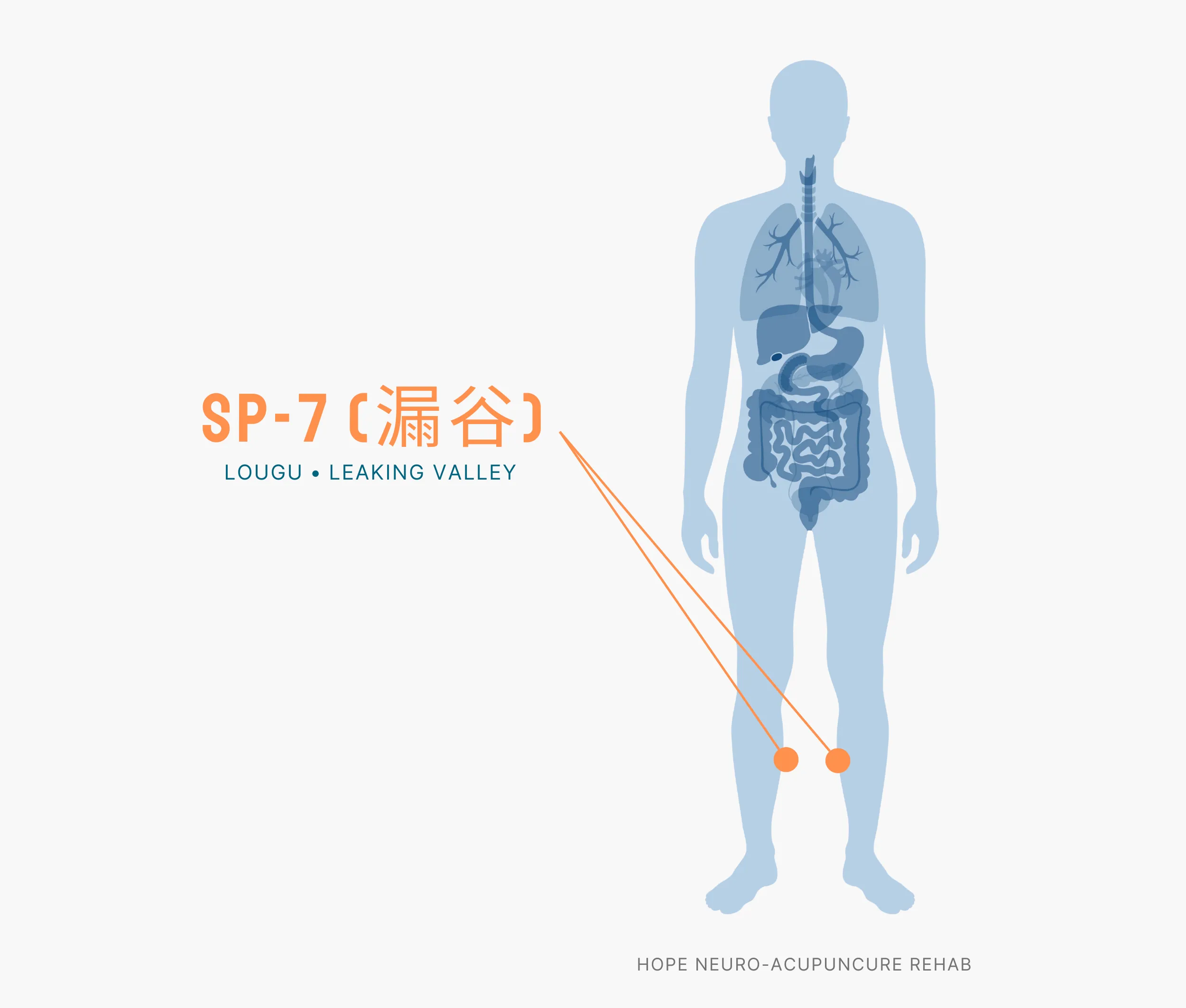 Diagram Showing Where the SP-7 Acupuncture Point (also known as Lougu or Leaking Valley) is within the Spleen Meridians