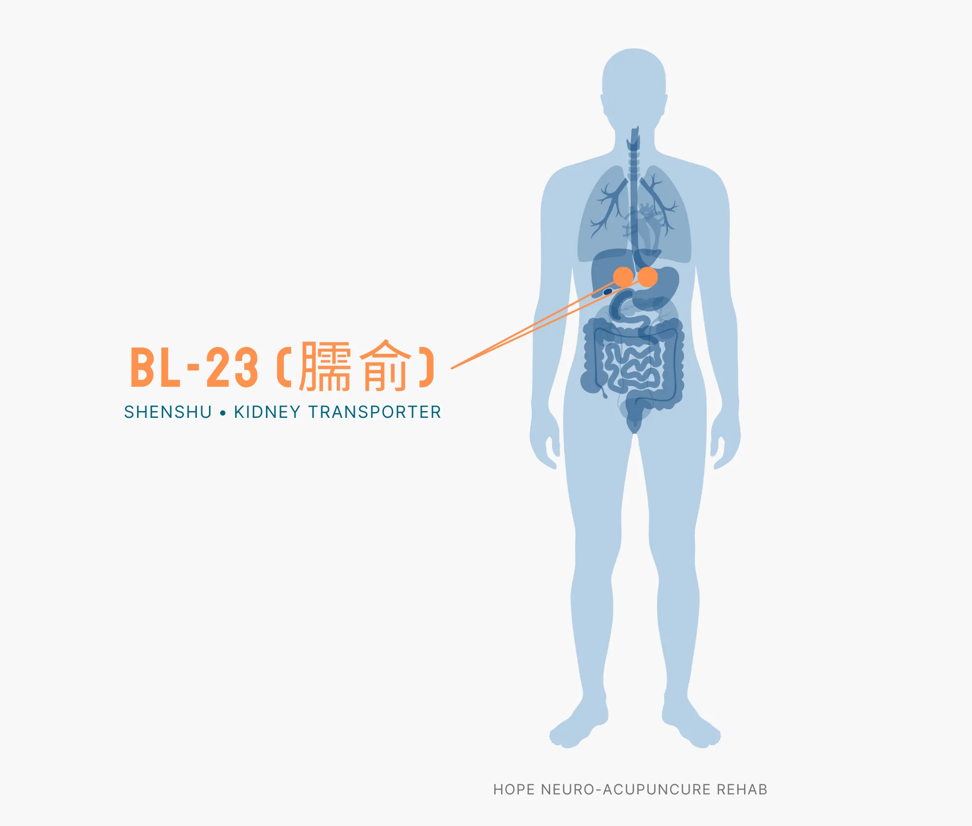 Diagram Showing Where the BL-23 Acupuncture Point (also known as Shenshu or Kidney Transporter) is within the Bladder Meridians