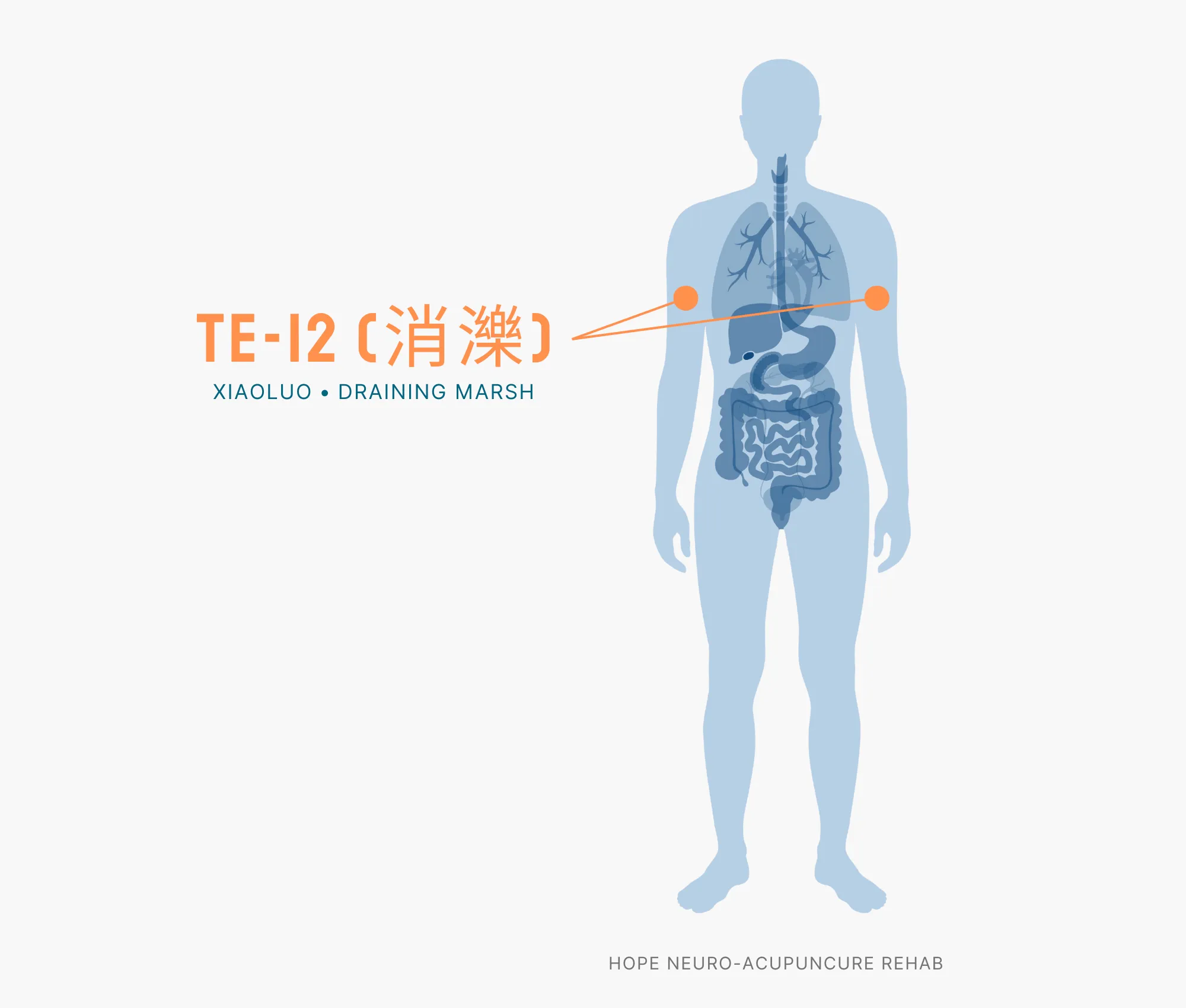 Diagram Showing Where the TE-12 Acupuncture Point (also known as Xiaoluo or Draining Marsh) is within the Triple Burner Meridian