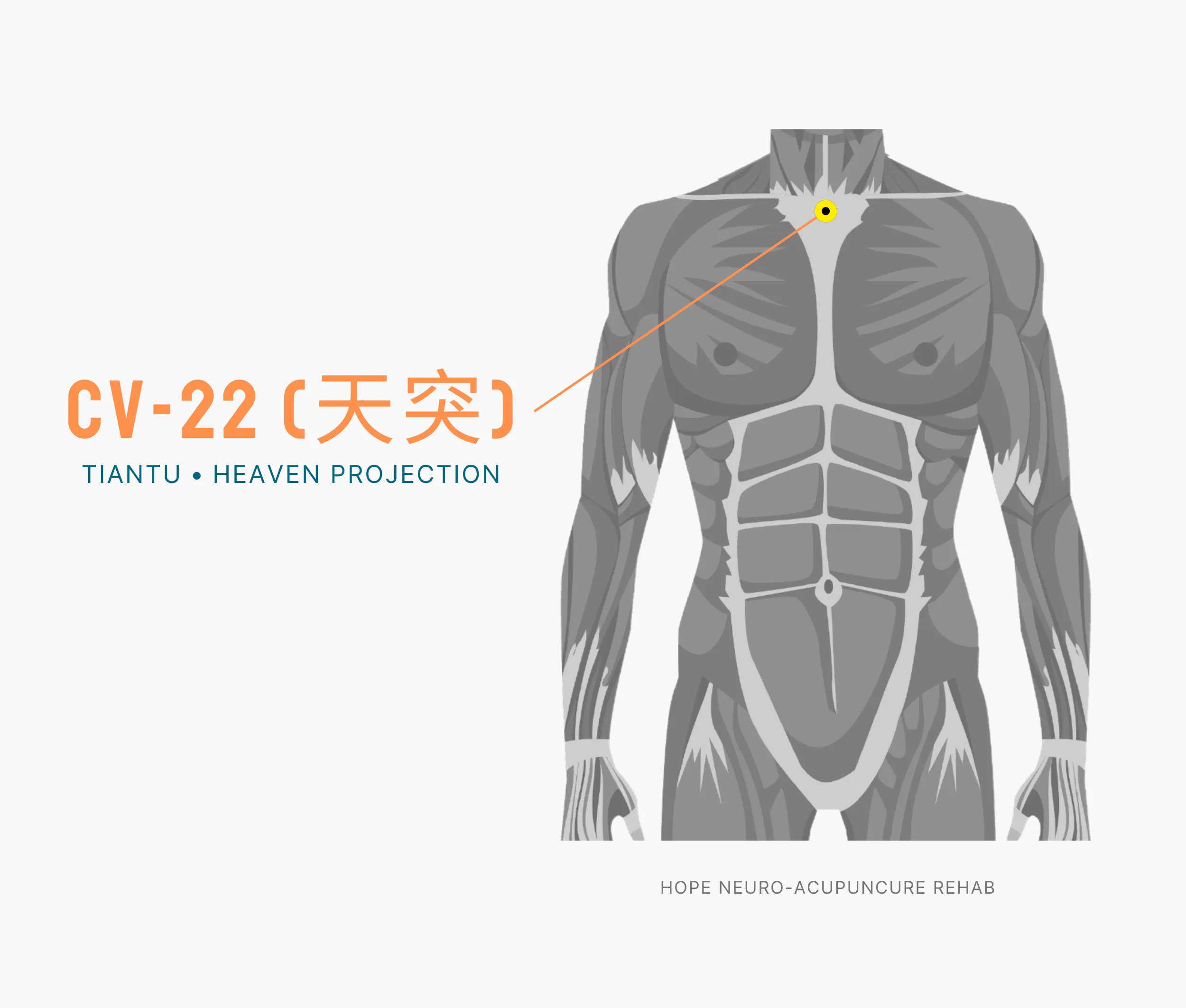 Diagram Showing Where the An Acupuncture Point is within the Conception Vessel Meridian