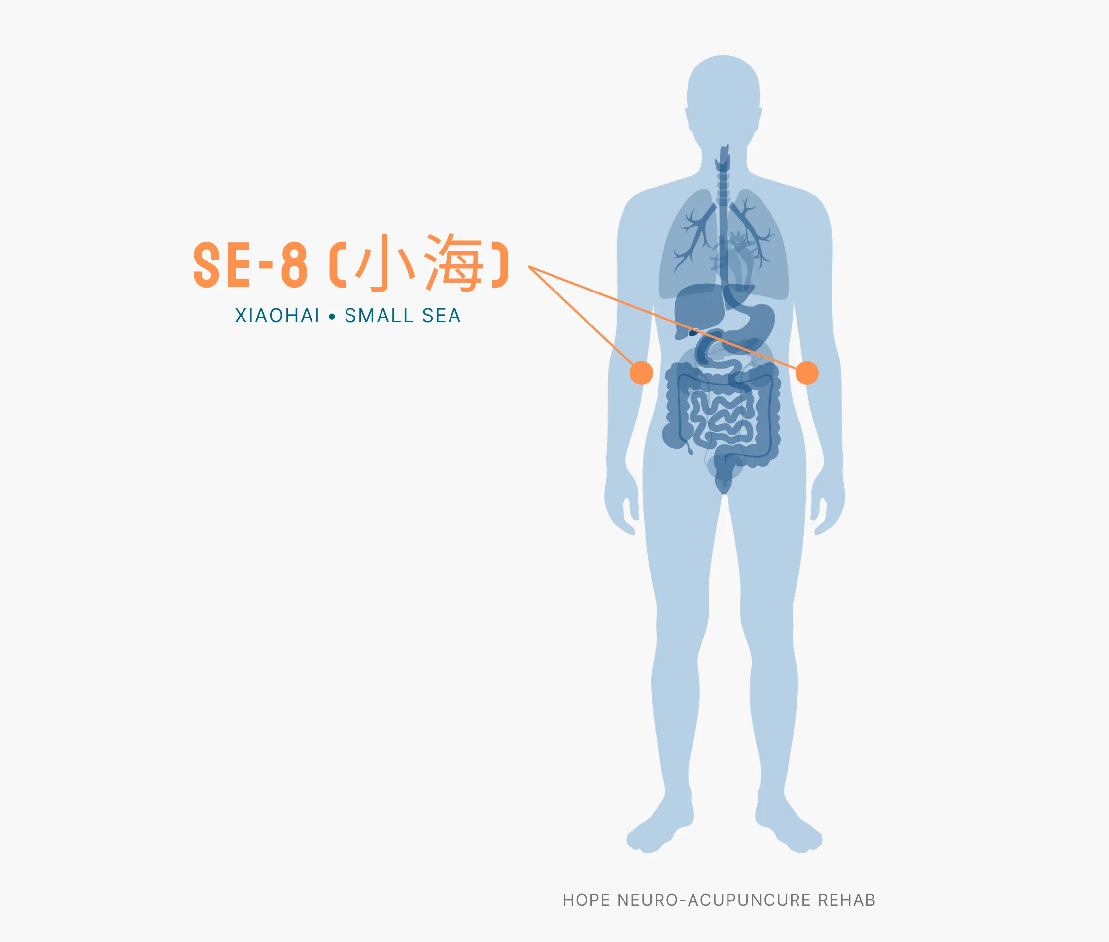Diagram Showing Where the SI-8 Acupuncture Point (also known as Xiaohai or Small Sea) is within the Small Intestine Meridians