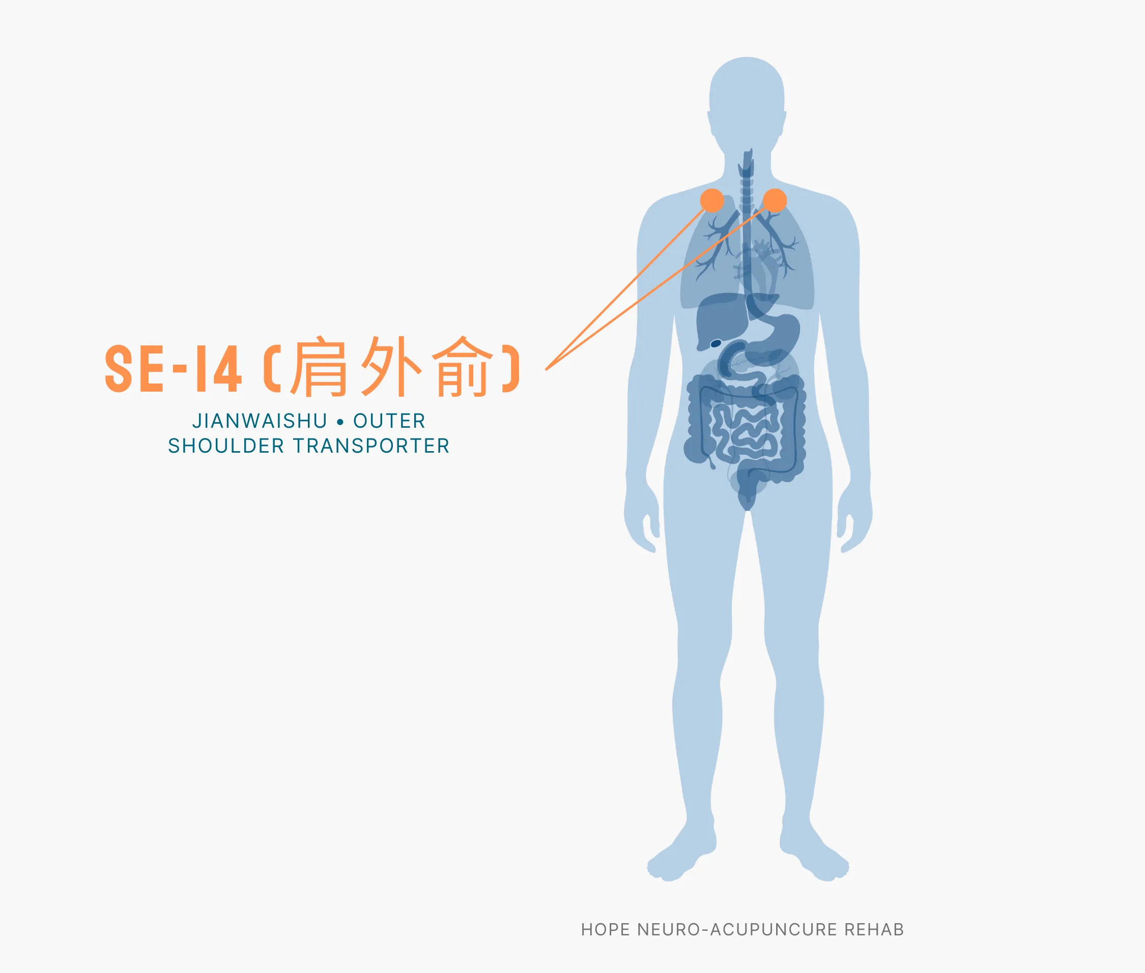 Diagram Showing Where the SI-14 Acupuncture Point (also known as Jianwaishu or Outer Shoulder Transporter) is within the Small Intestine Meridians