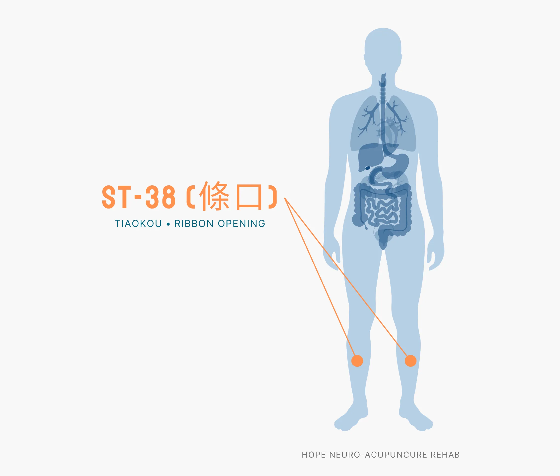 Diagram Showing Where the ST-38 Acupuncture Point (also known as Tiaokou or Ribbon Opening) is within the Stomach Meridians