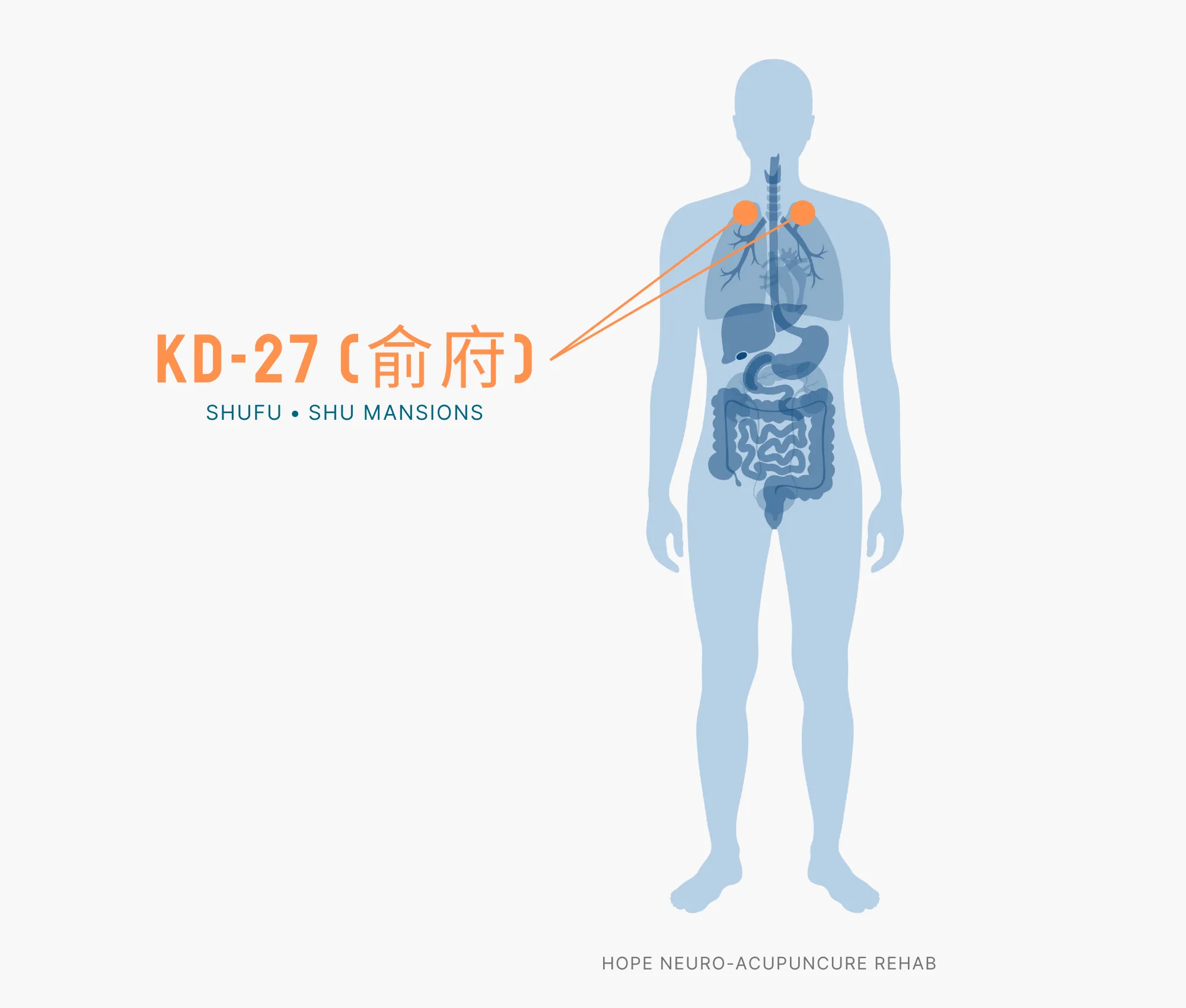 Diagram Showing Where the KD-27 Acupuncture Point (also known as Shufu or Shu Mansions) is within the Kidney Meridians