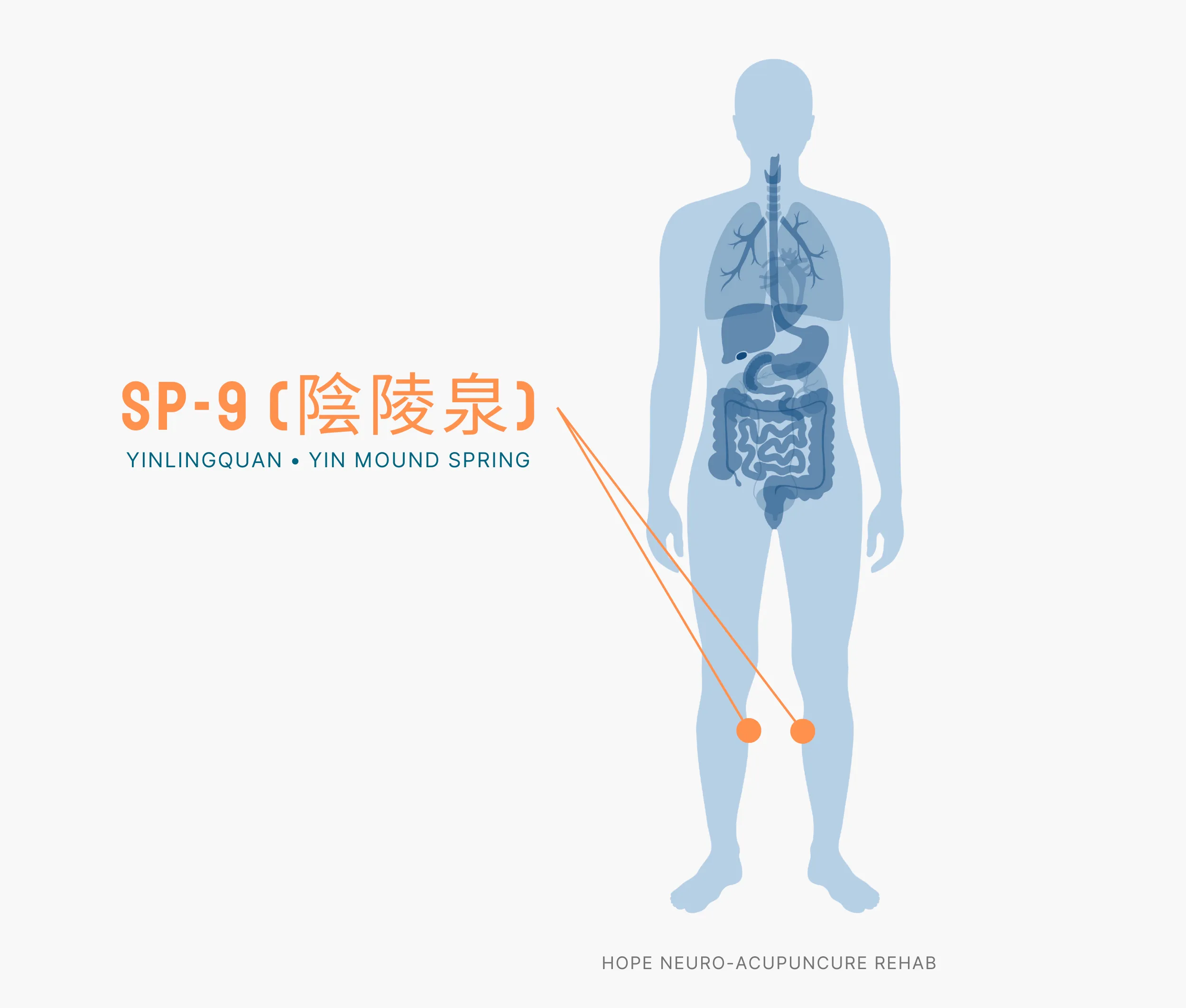 Diagram Showing Where the SP-9 Acupuncture Point (also known as Yinlingquan or Yin Mound Spring) is within the Spleen Meridians