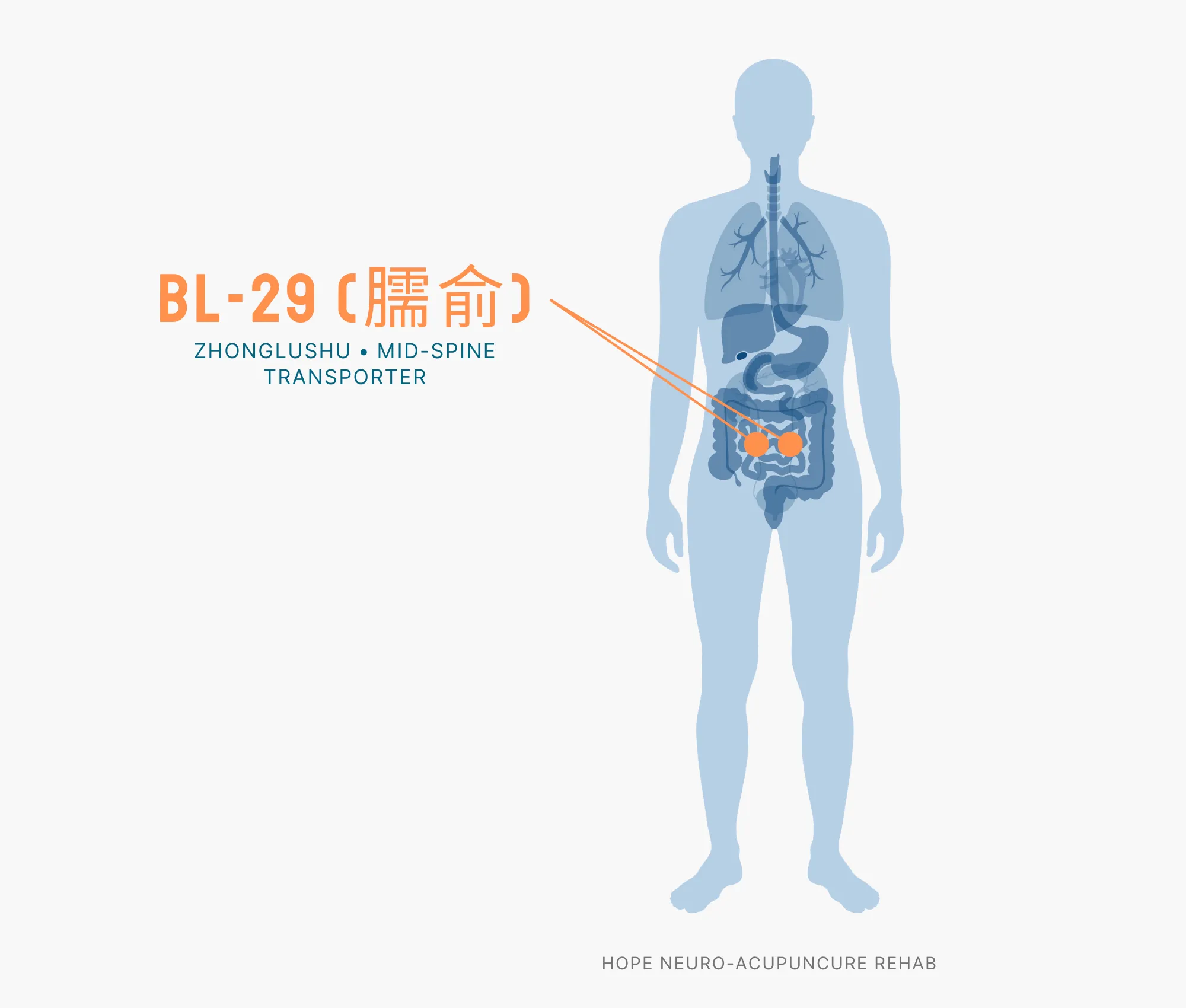 Diagram Showing Where the BL-29 Acupuncture Point (also known as Zhonglushu or Mid Spine Transporter) is within the Bladder Meridians