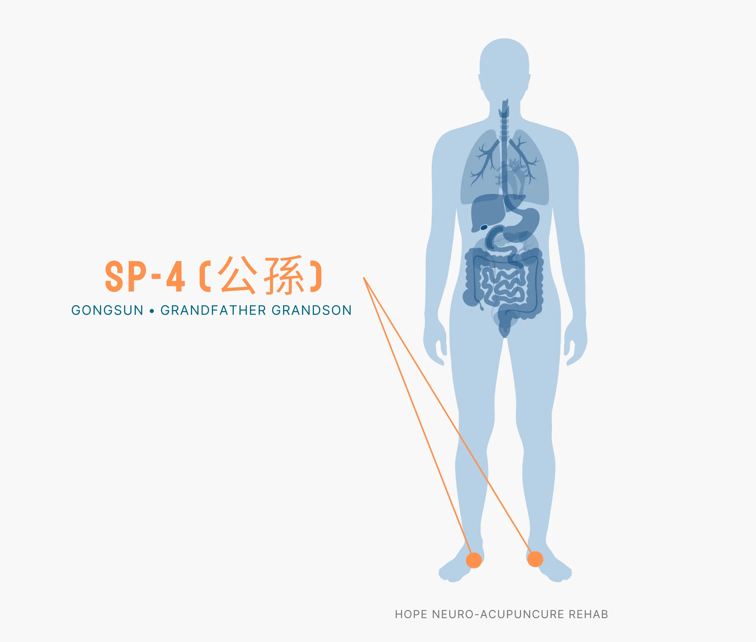 Diagram Showing Where the SP-4 Acupuncture Point (also known as Gongsun or Grandfather Grandson) is within the Spleen Meridians