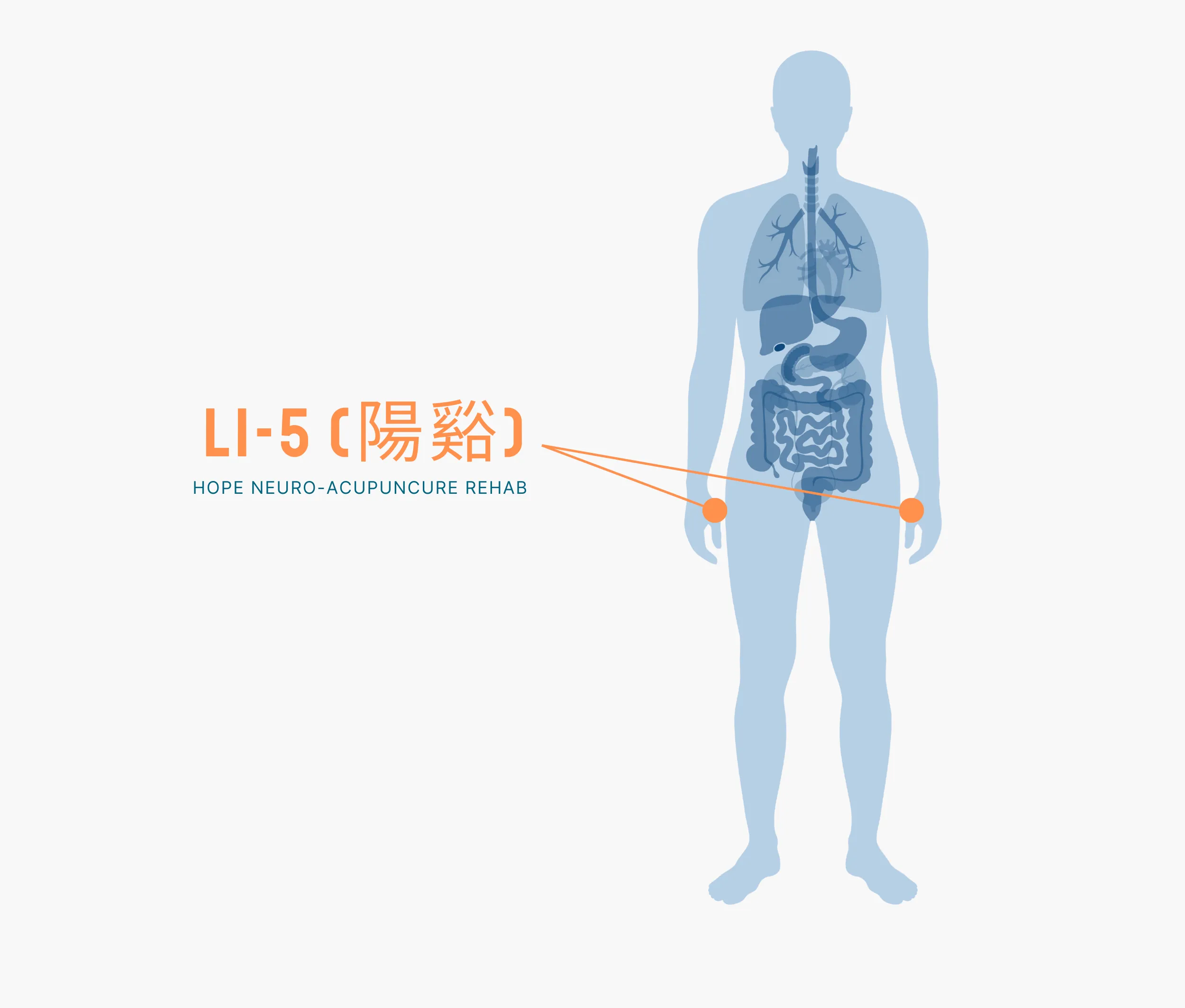 Diagram Showing Where the Li 5 Acupuncture Point is within the Large Intestine Meridians